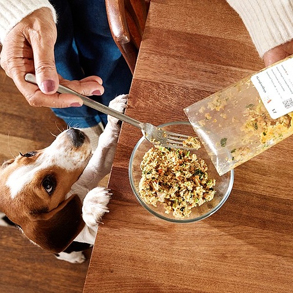 Celebrate National Dog Day in Good Health: 10 Ways to Support Your Dog’s Well-Being