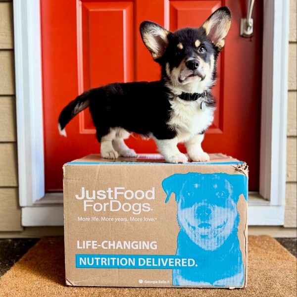 10 Best Fresh and Premium Dog Food Brands of 2026: Top Picks for Different Dogs