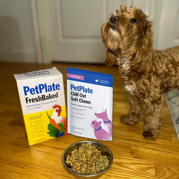 10 Best Fresh and Premium Dog Food Brands of 2026: Top Picks for Different Dogs