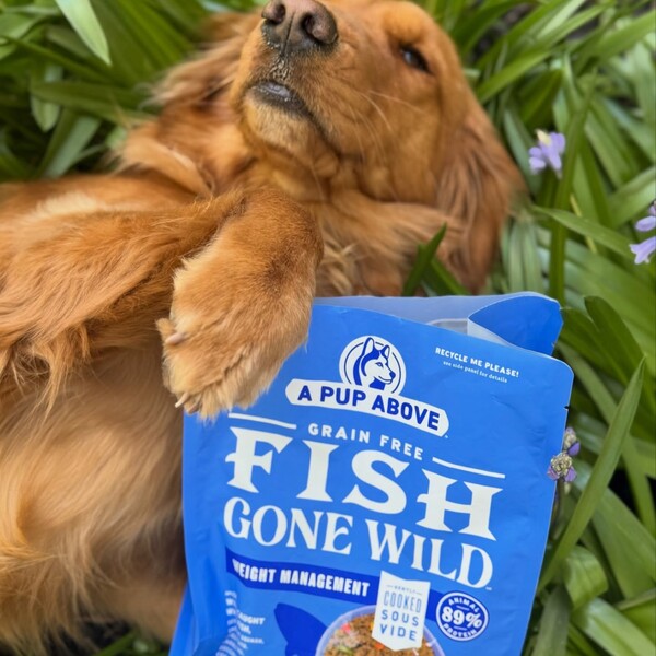 10 Best Fresh Dog Food Delivery Services: Top Picks for Every Budget 10 10 Best Fresh Dog Food Delivery Services