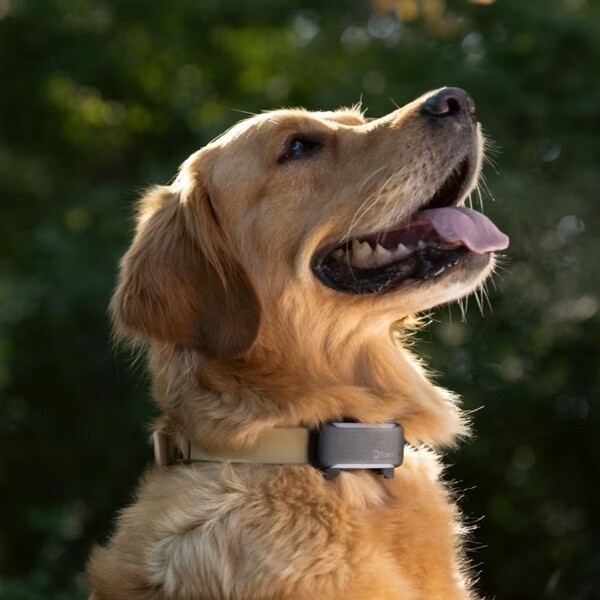 10 Best Gifts for Health-Conscious Dog Owners in 2026 3 10 Best Gifts for Health-Conscious Dog Owners in 2026