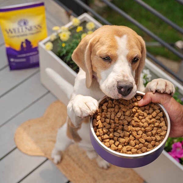 10 Best Dog Food Brands: Healthy Choices for Your Best Friend 10 10 Best Dog Food Brands