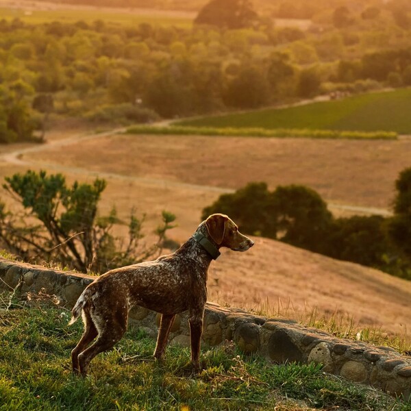 Best GPS Dog Fence Without a Subscription (2026): What You Get for No Monthly Fee