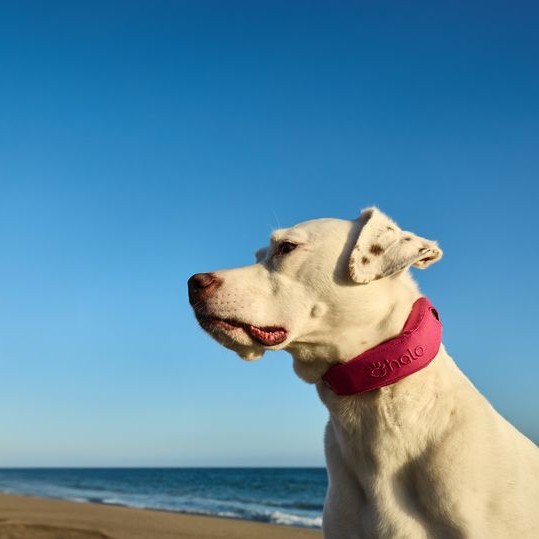 Halo Collar Precision+ Review: What a Two-Foot GPS Dog Fence Changes 5 Halo Collar Precision+ Review: What a Two-Foot GPS Fence Changes