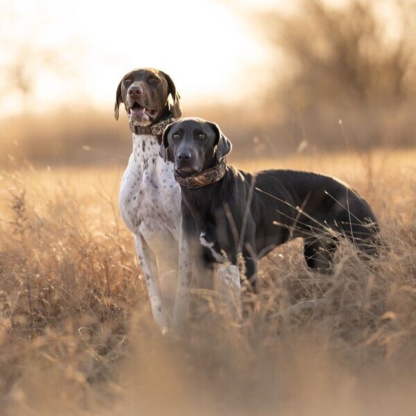 Halo Collar Precision+ Review: What a Two-Foot GPS Dog Fence Changes 6 Halo Collar Precision+ Review: What a Two-Foot GPS Fence Changes