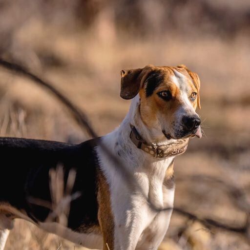 Halo Collar Precision+ Review: What a Two-Foot GPS Dog Fence Changes 7 Halo Collar Precision+ Review: What a Two-Foot GPS Fence Changes