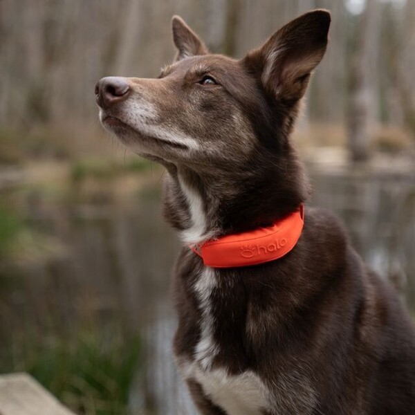 Halo Collar Precision+ Review: What a Two-Foot GPS Dog Fence Changes 9 Halo Collar Precision+ Review: What a Two-Foot GPS Fence Changes